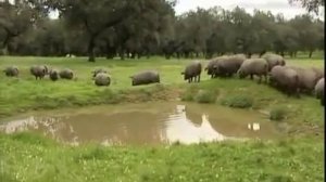 Как делают хамон