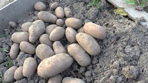 Картофель Каменский. Ранний, урожайный.