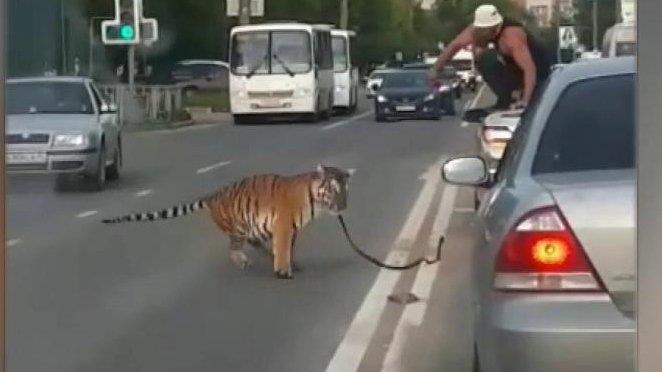 В Иванове тигр выпрыгнул из окна автомобиля и отправился гулять по шоссе