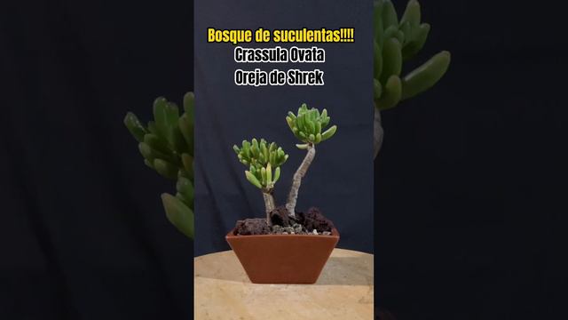 Bosque de suculentas!!! Crassula Ovata. Oreja de Shrek.