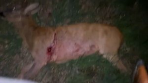 Ночная охота на косулю и кабана