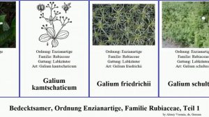 Bedecktsamer, Ordnung Enzianartige, Familie Rubiaceae, Teil 1 labkraut gardenia floribunda Galium