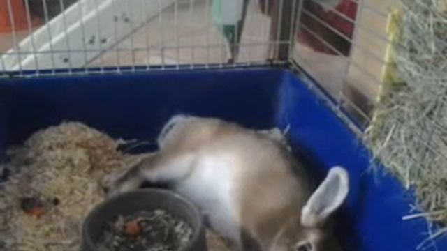 кролик устал смотреть онлайн