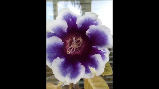 Выращивание Глоксиний из семян часть 2 смотреть онлайн