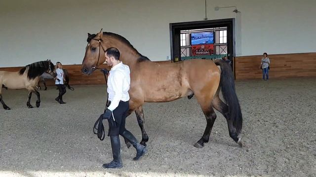 Разминка Конной России 2018 смотреть онлайн