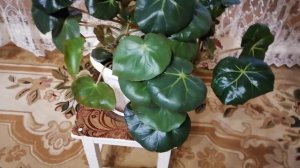 Бегония краснолистная