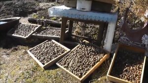 Сколько собрал лосиного помёта на усадьбе в деревне Закатово.  Использование его в ПЧЕЛОВОДСТВЕ.