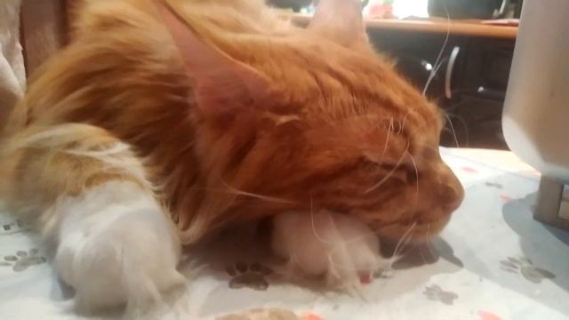 Мейн кун Степа и кот Тихон. Сморили старшего кота дела домашние...