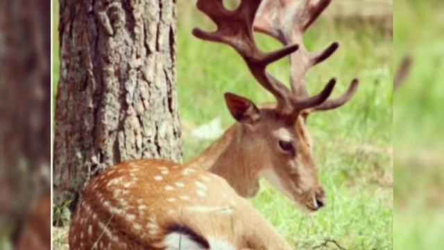 Животные которые живут в Беловежской пуще смотреть онлайн
