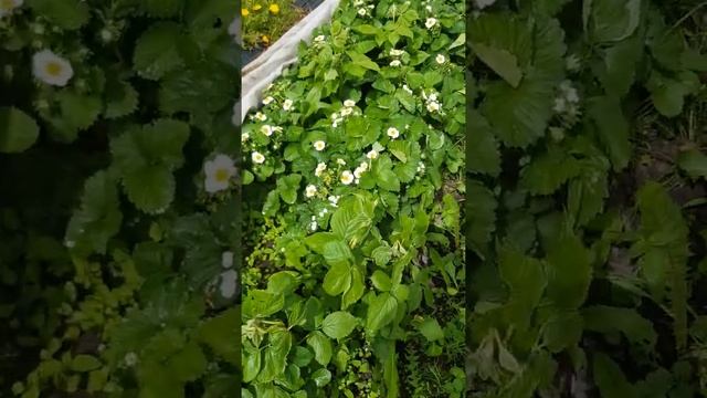 обзор клубники на 28 мая 2022г северо-запад подмосковья . сорта Купчиха , Мальвина, Элан, Любимая. смотреть онлайн