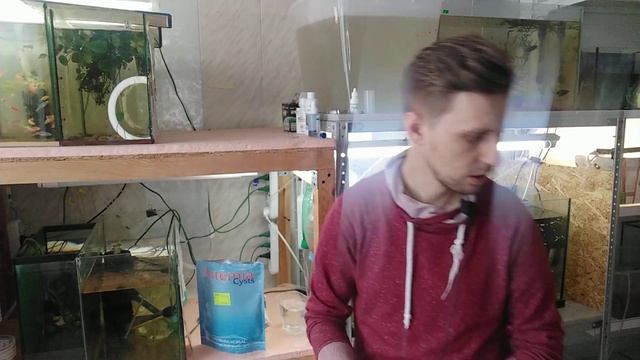 Как приготовить Артемию? Декапсулированная Артемия не очень?! смотреть онлайн