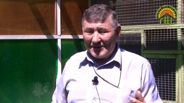 Павлины и утки: декоративная птица смотреть онлайн