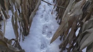 Охота на кабана в кукурузе с лайками. Нарвались на большое стадо. Boar hunting with huskies.