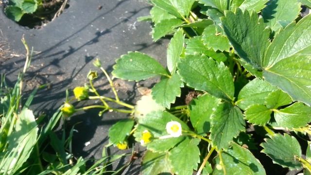 Искушение ремонтантная клубника. Brix смотреть онлайн