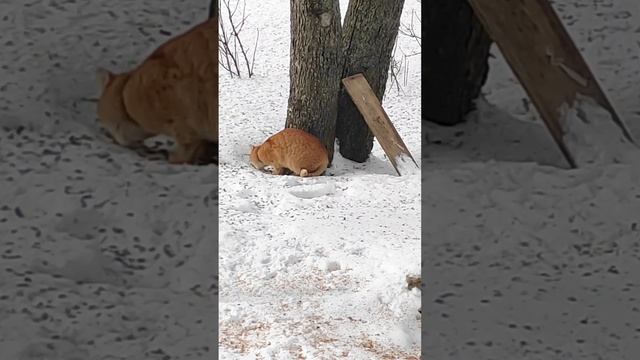 Похождения наглого рыжего кота. Опять оставил птичек без обеда.