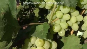 Сорта винограда Кишмиш Афродита 2017