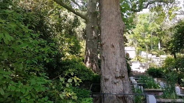 Арборетум. Никитский ботанический сад смотреть онлайн