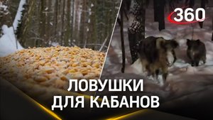 Кабаны атакуют Мытищи – сотрудники нацпарка «Лосиный остров» нашли выход