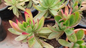 Red Crassula | Red Pagoda | Crassula Capitella | Succulent Verity