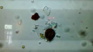 КАК СДЕЛАТЬ МИКРОСКОП СВОИМИ РУКАМИ ЛЕГКО