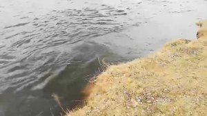 "Речка быстрая, каменистая, в нашей местности протекает..."