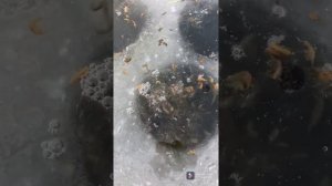 Мормыш в пруду