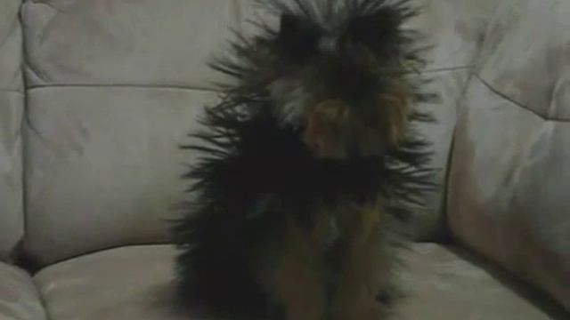 Супер прическа для йорка смотреть онлайн