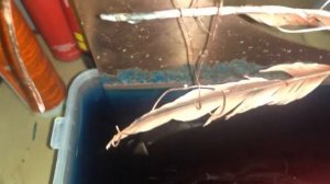 Гальванопластика перья!