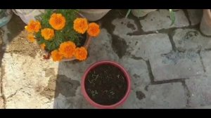 Easy Method To Grow Petunia |Complete Procedure with Useful Tips