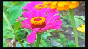 Пчёлы и шмель