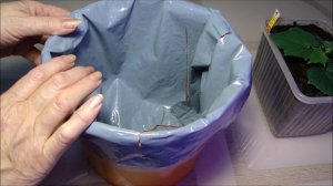 Куда переехал огурец Квартирант!