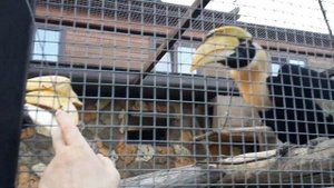 Редкие птицы мира Двурогий калао Great hornbill