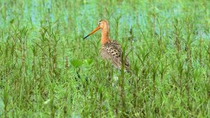 Большой веретенник.