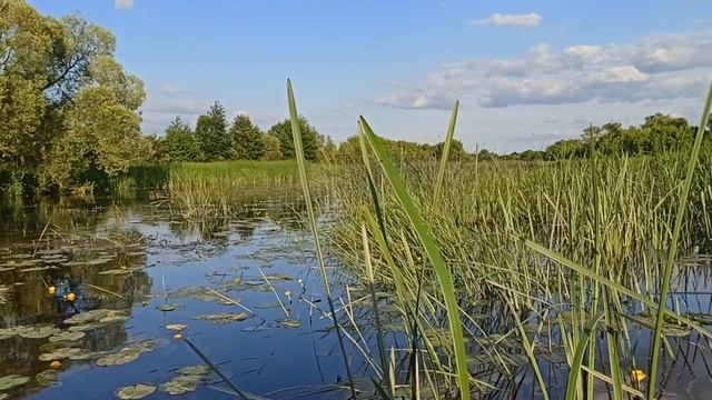 Краснопёрка. Июнь 2023.
р. Воронеж.