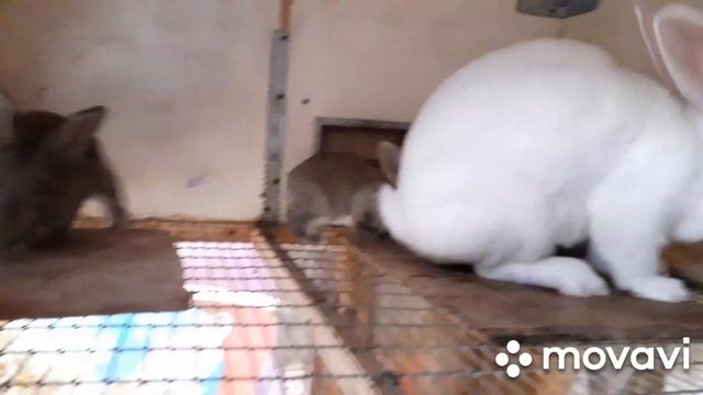 Обзор. Кролики Белые Великаны с крольчатами от Фландера. Уход за  крольчатами в 20 и 25 дней.