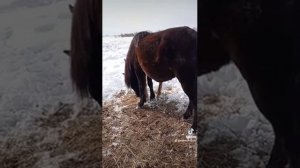 Кормление лошадей.Приучение к овсу жеребят.