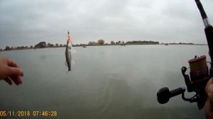 Ловля судака на реке Дон тестируем спиннинг SPRUT RENZO 244ML 4-21гр