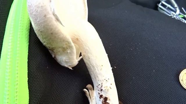 Boczniak białożółty (Pleurotus dryinus) - 04.10.2021, Nowa Huta, Kraków. смотреть онлайн