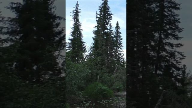1226 К какой Породе относится КАМЕНЬ? #дмитрийяков #рыбалка #тайга #fishing #выживалово #сибирь #лес