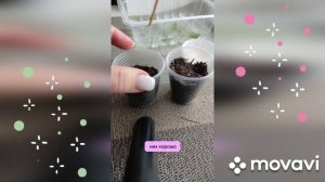 🌱Черенкование клематиса зимой