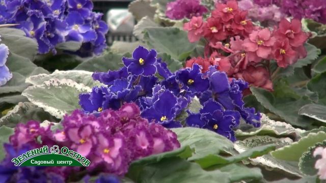 Выставка фиалок, новинки, советы начинающим, вредители фиалок смотреть онлайн