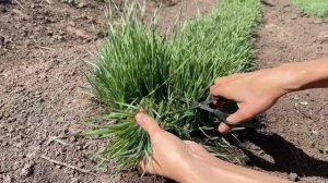 КАК ВЫРАСТИТЬ ПШЕНИЦУ НА ЗЕЛЕНЬ. Процесс ОТ и ДО. Витграсс  на зиму.