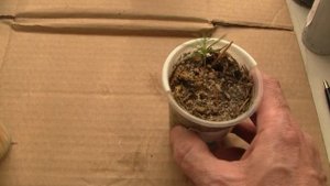 Выращивание деревьев из семян. Спасение деревьев.