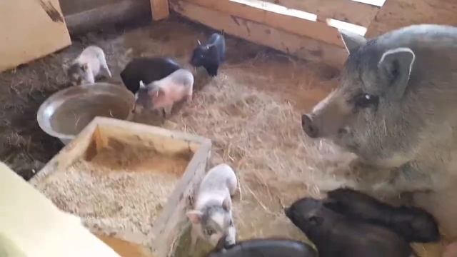 Вьетнамские поросята пополнение.