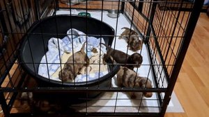 щенульки любознательные?