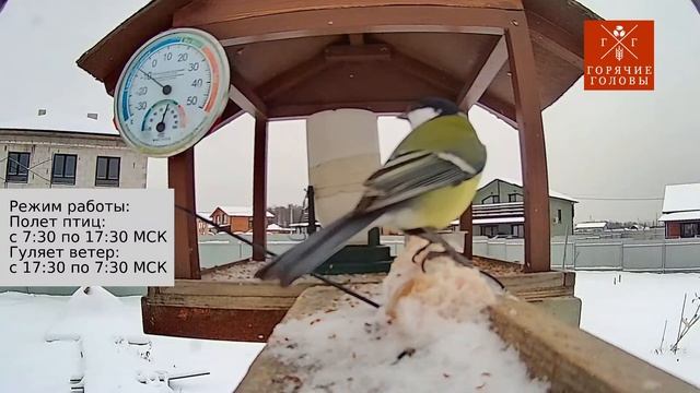 Прямая трансляция из кормушки #температура #влажность #московскаяобласть #онлайн #трансляция смотреть онлайн