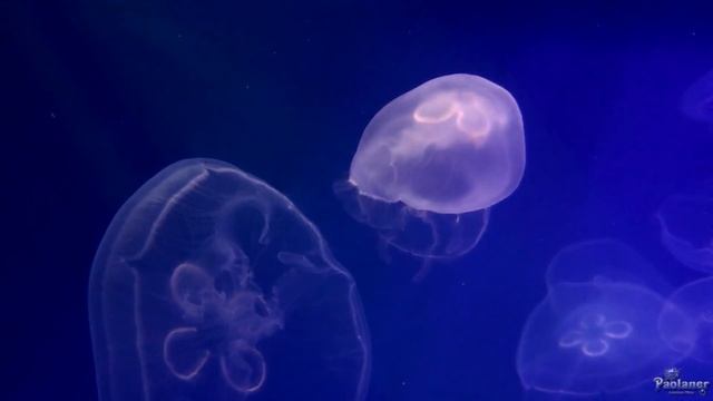 Санкт-Петербургский Океанариум. Медузы (2016) смотреть онлайн