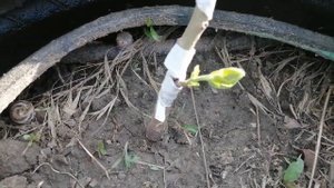 Как мне пришлось прививать ХУРМУ.