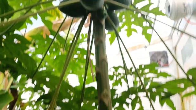 тропические растения в тепличных условиях
