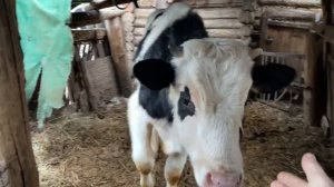 Как усилить дальность Wi-Fi. Сейчас у меня даже в конюшне вайфай у коровы